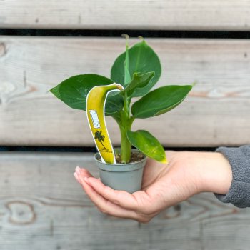Musa Acuminata (Banánovník obyčajný) kont. P6, výška: 5-10 cm